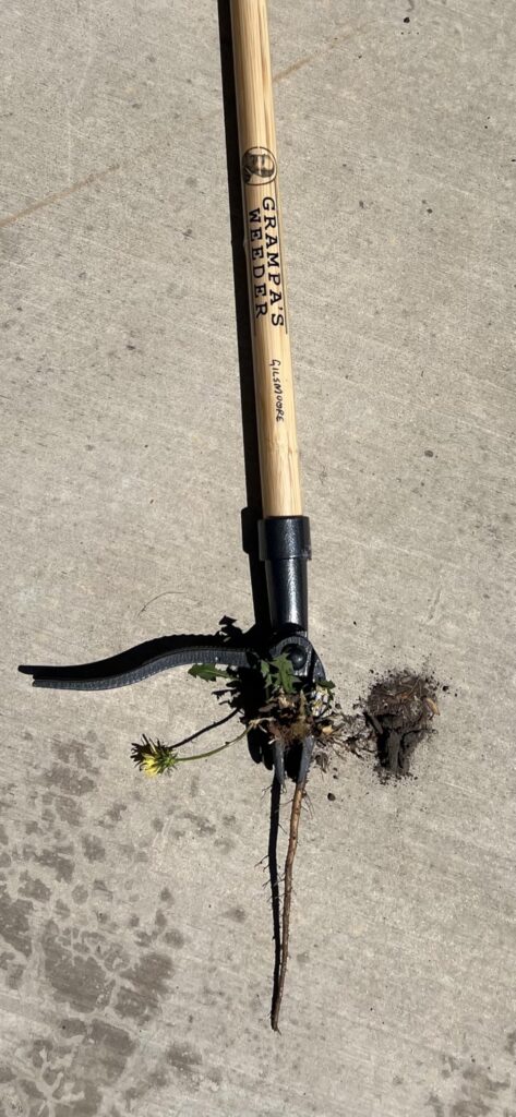 Grampa’s Weeder